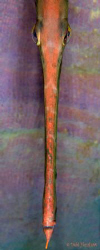 "SPIKE" portrait study of a trumpetfish. Sides have been ... by Debi Henshaw 